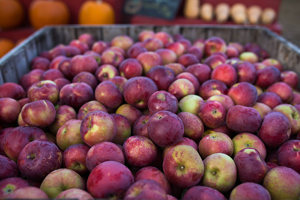 Apple picking in Maine