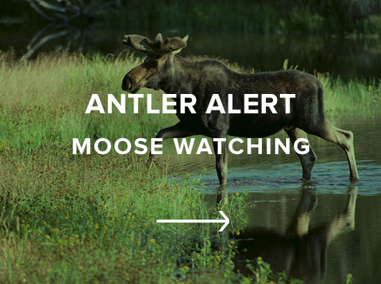 Antler Alert: Moose Watching