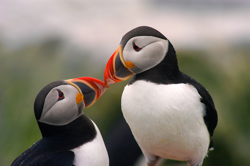 Maine's Puffins