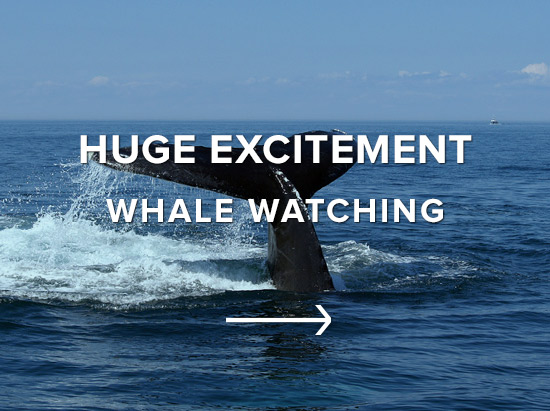 Huge Excitement: Whale Watching