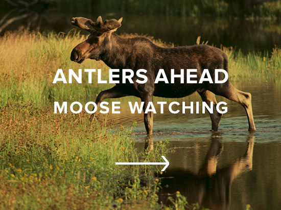 Antlers Ahead: Moose Watching